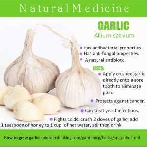 pt_garlic